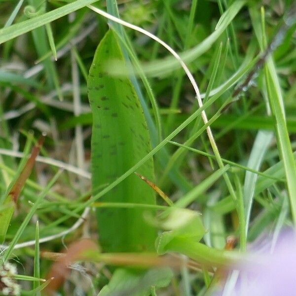 Dactylorhiza maculata Leaf