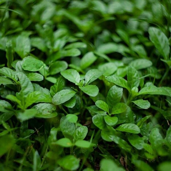 Hygrophila ringens Foglia