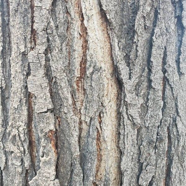 Gleditsia aquatica Bark