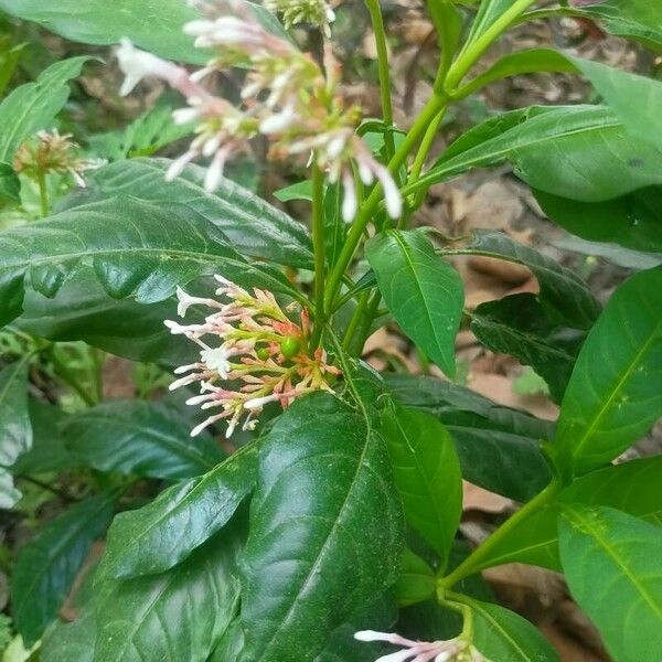 Rauvolfia serpentina Flower