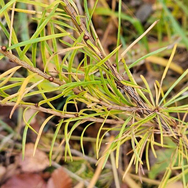 Larix decidua Leaf