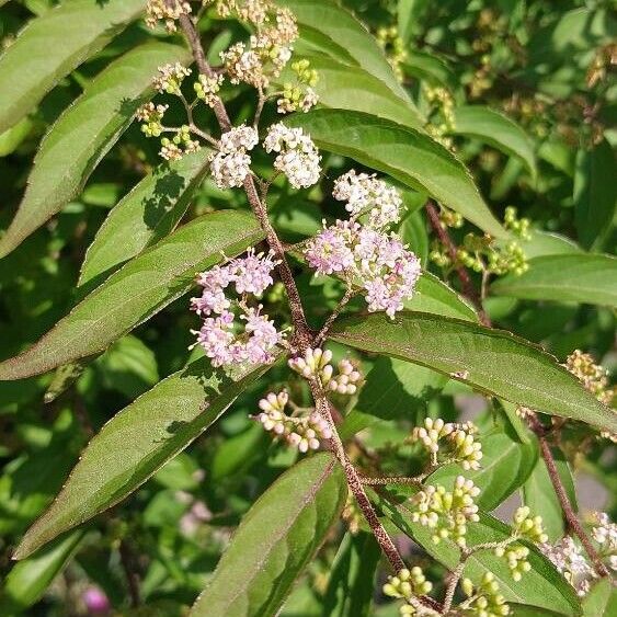 Callicarpa dichotoma Cvet