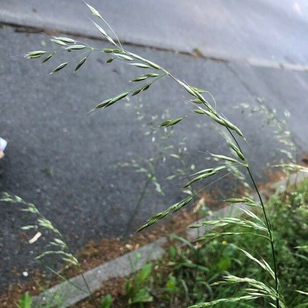 Bromus catharticus Fruit