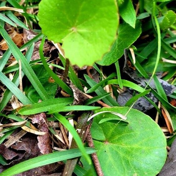 Centella erecta ഇല