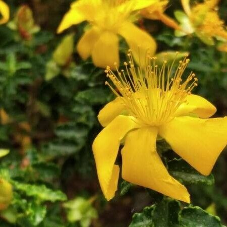 Hypericum balearicum Kukka