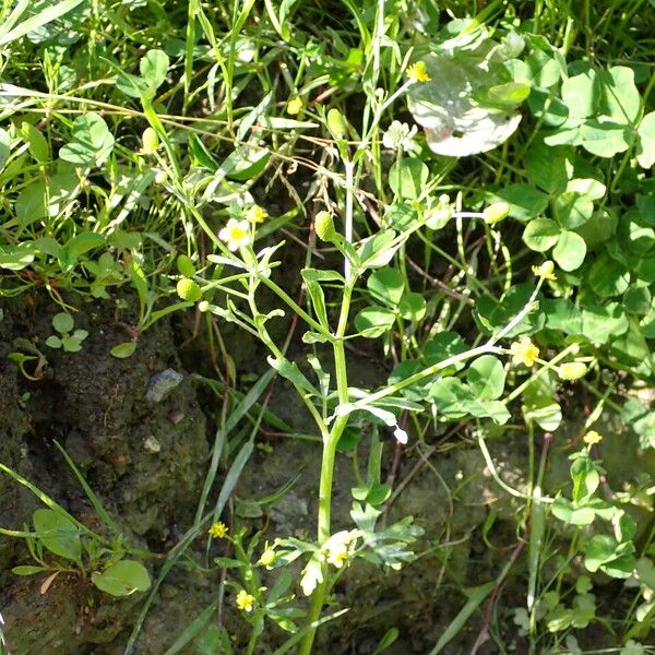 Ranunculus sceleratus Habitus