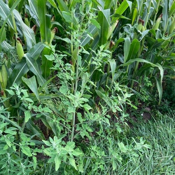 Chenopodium album Habit