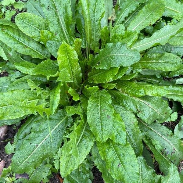 Rumex patientia Folha