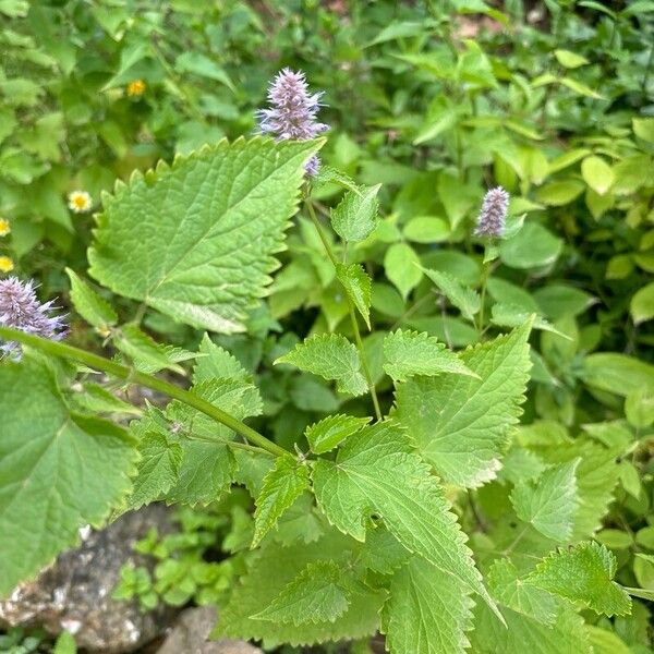 Agastache foeniculum List