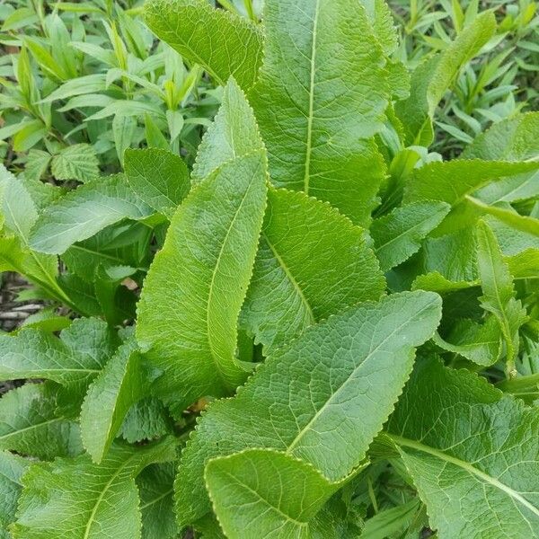 Armoracia rusticana 叶