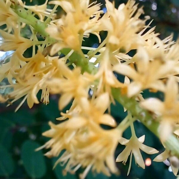 Adenanthera pavonina Květ