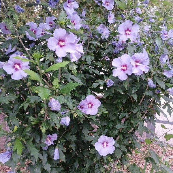 Hibiscus syriacus ശീലം