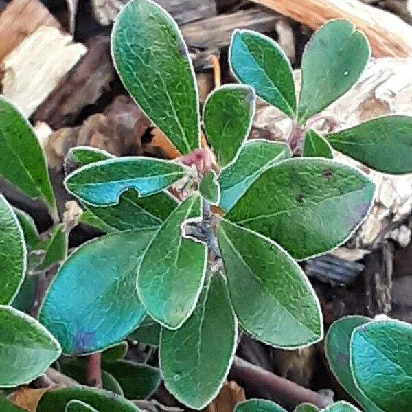 Arctostaphylos uva-ursi Folio