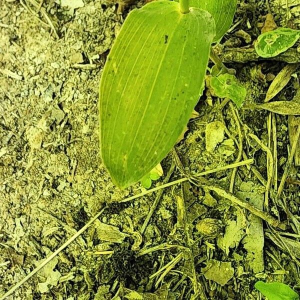 Epipactis persica Blad