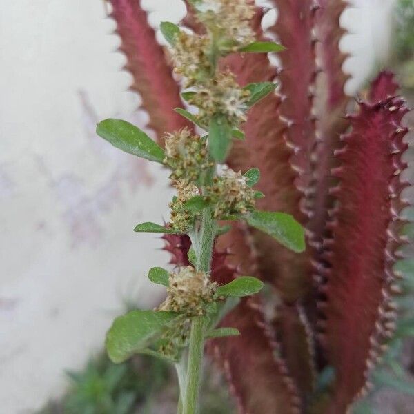 Gamochaeta purpurea Flor