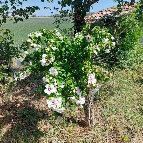 Hibiscus syriacus 整株植物