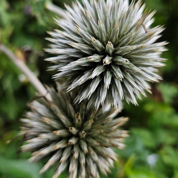 Echinops sphaerocephalus Плід