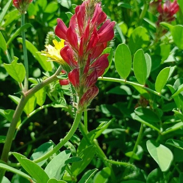 Sulla coronaria Blomst