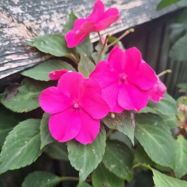 Impatiens walleriana Kvet