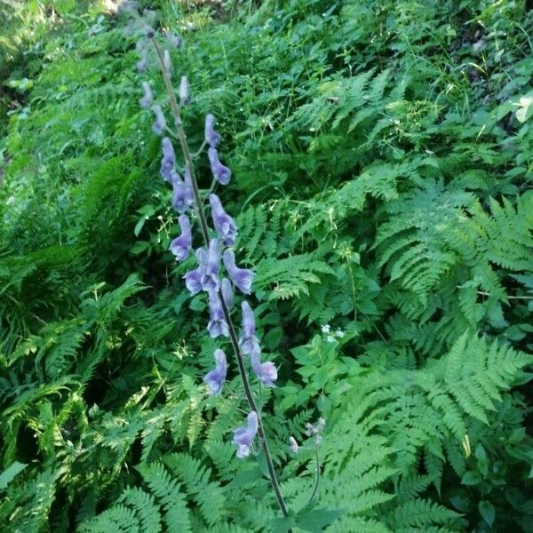 Aconitum septentrionale Kwiat