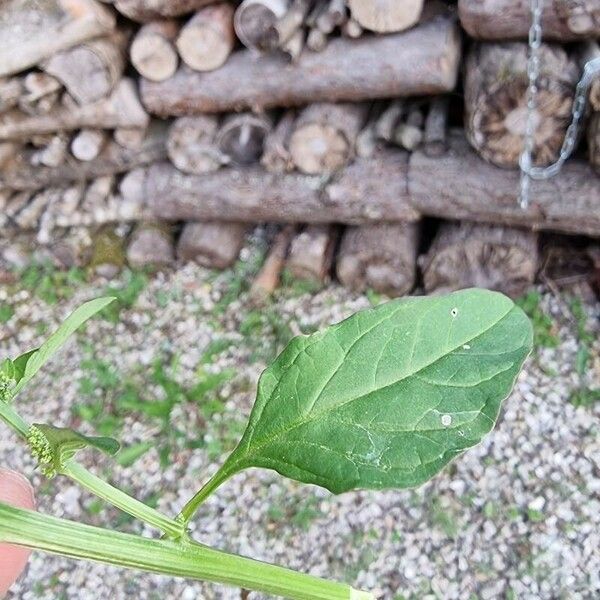 Oxybasis glauca Folha