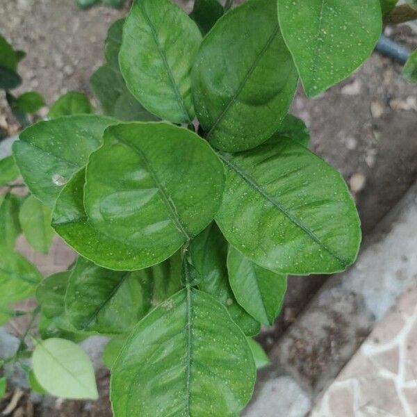 Citrus hystrix Frunză