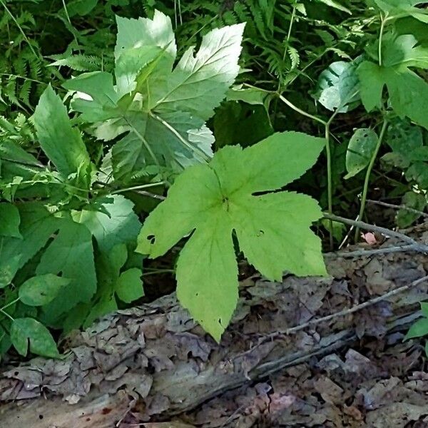 Hydrastis canadensis Folla