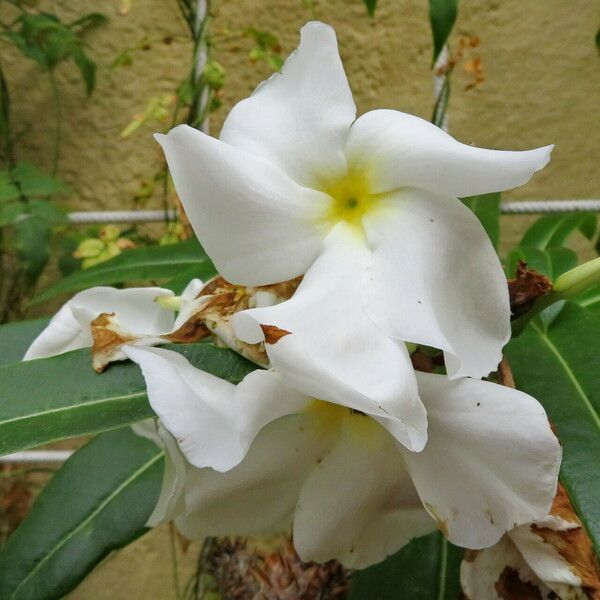 Pachypodium lamerei Fiore