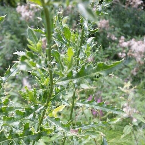 Cirsium arvense Feuille