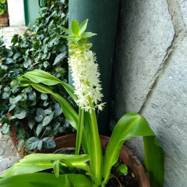 Eucomis autumnalis 花