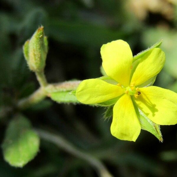 Helianthemum salicifolium Floro