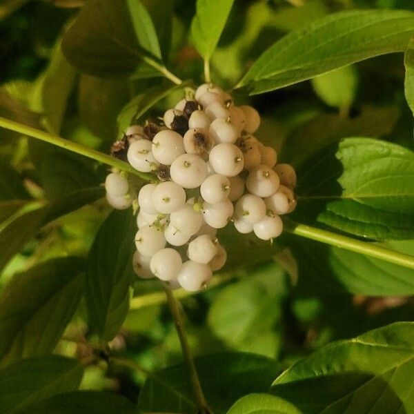 Cornus sericea Fruit