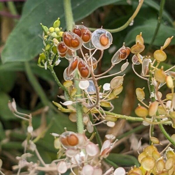 Alyssum montanum Fruit