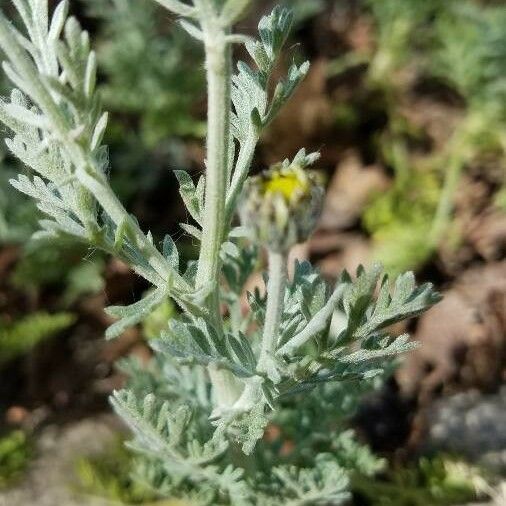 Anthemis tomentosa Folha