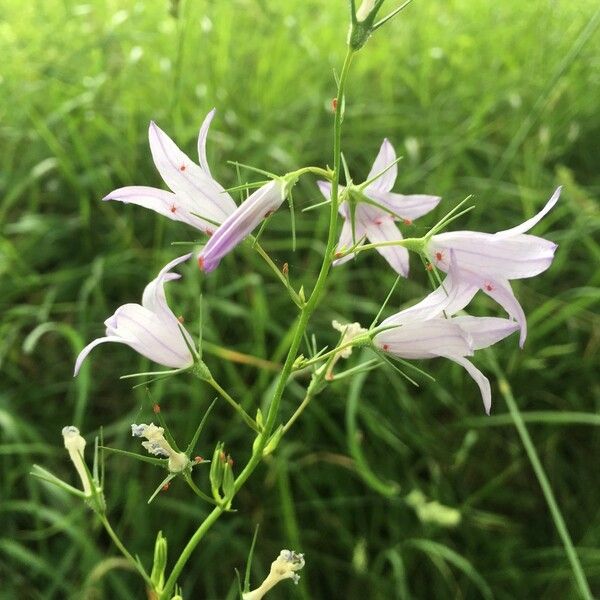 Campanula patula Blomma