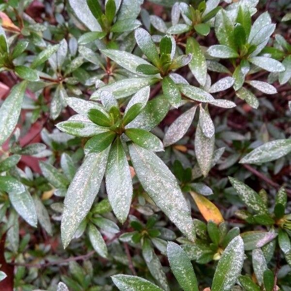 Rhododendron indicum पत्ता