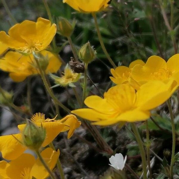 Potentilla grandiflora 花