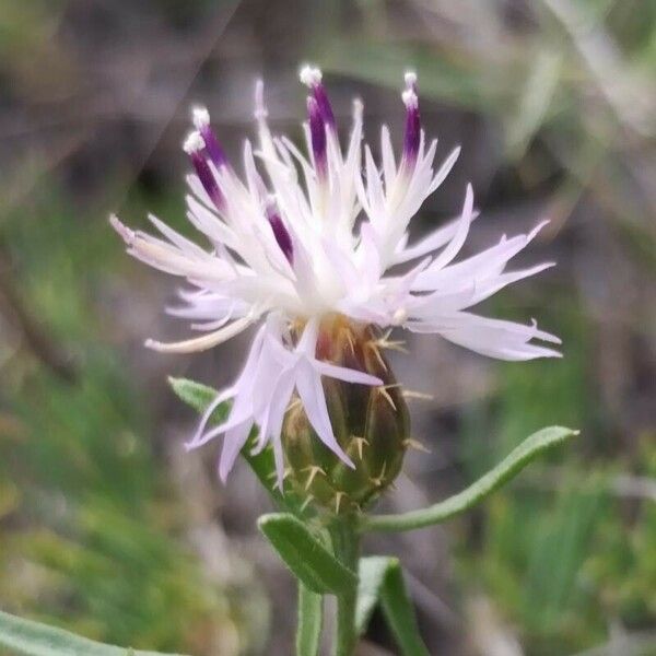 Centaurea aspera Flors