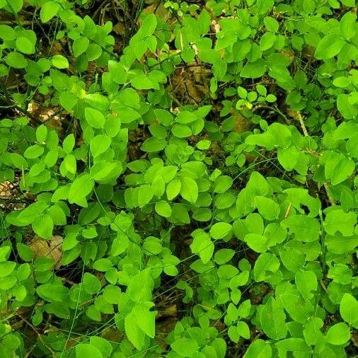 Vaccinium parvifolium Leaf