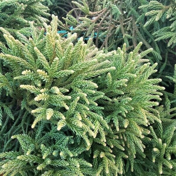 Cryptomeria japonica Lapas