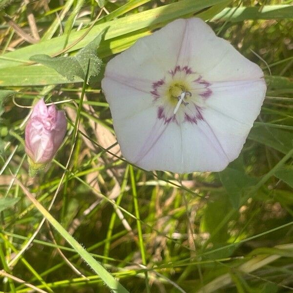 Convolvulus arvensis Cvet