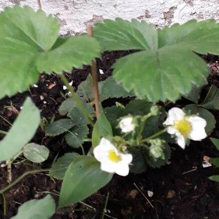 Fragaria moschata ഇല