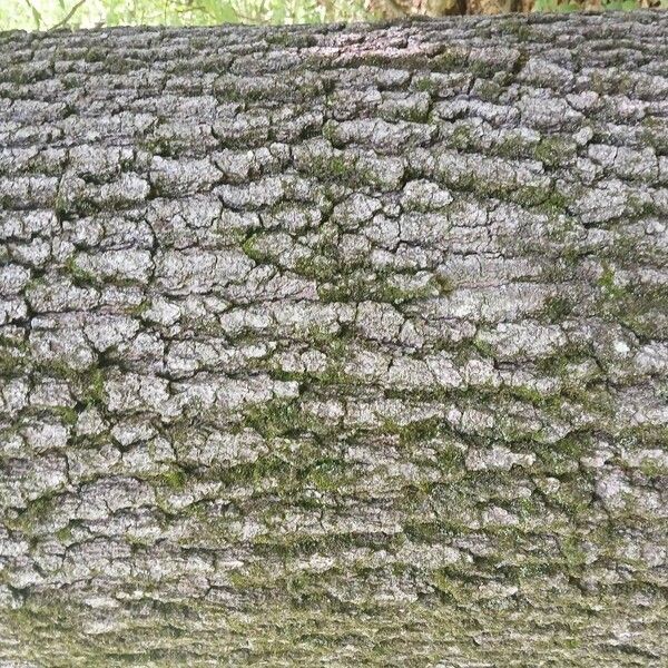 Quercus petraea বাকল
