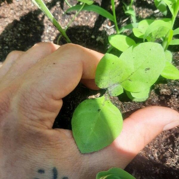 Nicotiana rustica Ліст