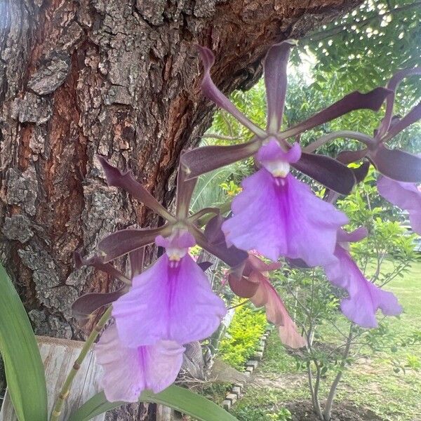 Encyclia cordigera Flor