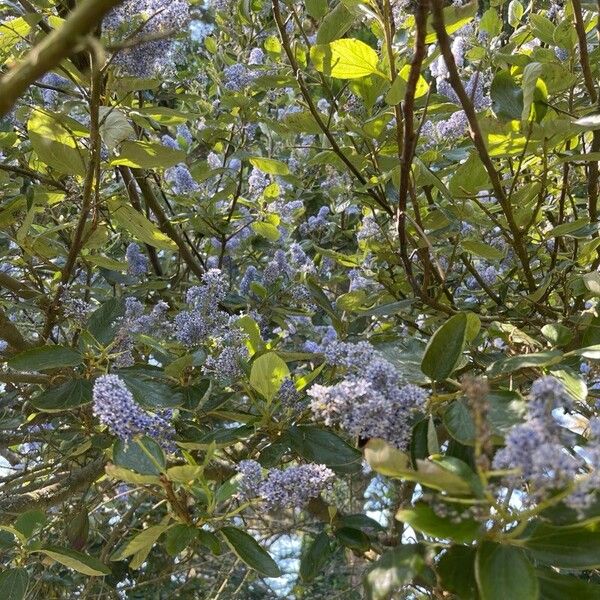 Ceanothus arboreus 叶