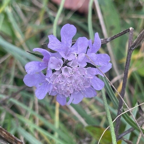 Scabiosa columbaria Květ