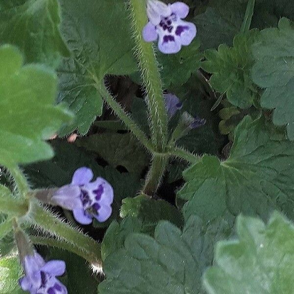 Glechoma hederacea Kwiat