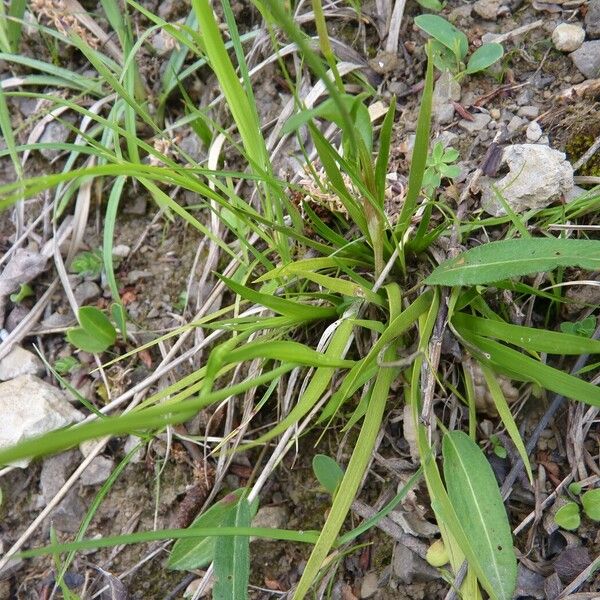 Tofieldia calyculata List