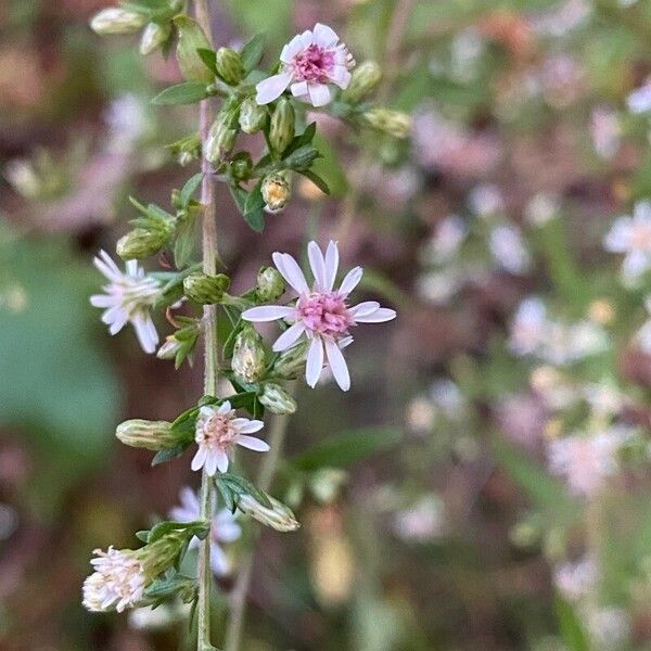 Symphyotrichum lateriflorum ফুল